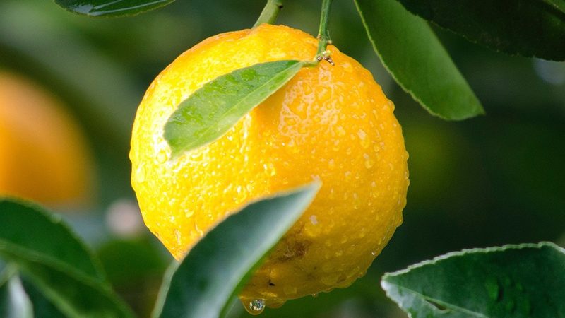 小标题：CRO优化团队的角色与重要性